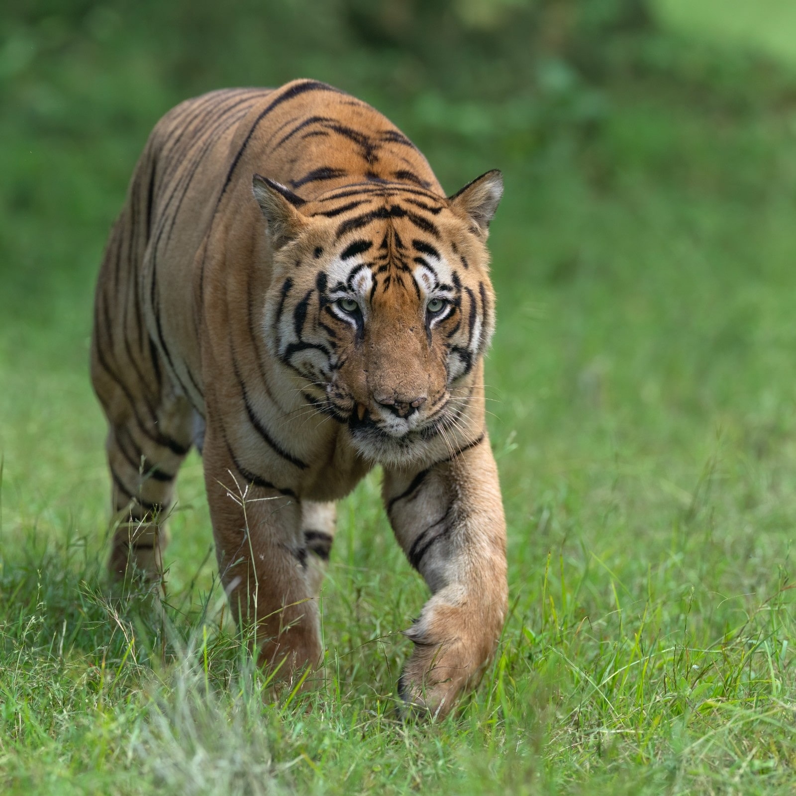 Tadoba Tiger